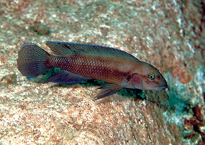 Chalinochromis cyanophleps 'Ulwile Island'